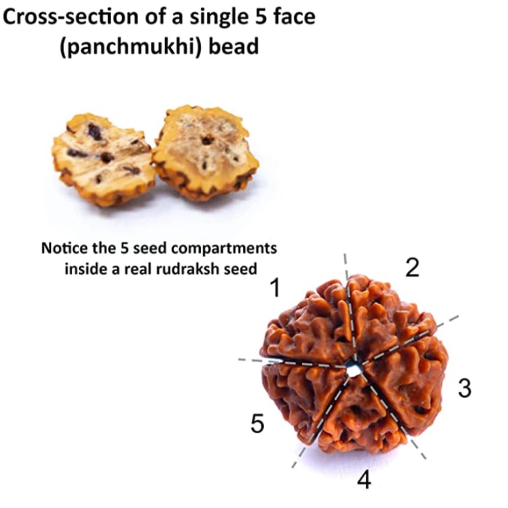 مجموعة عقد وسوار من خرز رودراكشا الأصلي 7-8 مم معقود يدويًا، مجوهرات يوغا وتأمل مباركة، سبحة مالا 108 حبة - 4