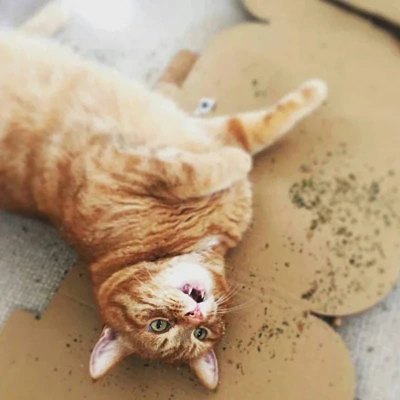 عضوي 100% طبيعي عالي الجودة النعناع البري الماشية العشب النعناع طعم مضحك القط لعبة جديدة لعبة القط التفاعلية مستلزمات الحيوانات الأليفة - 5