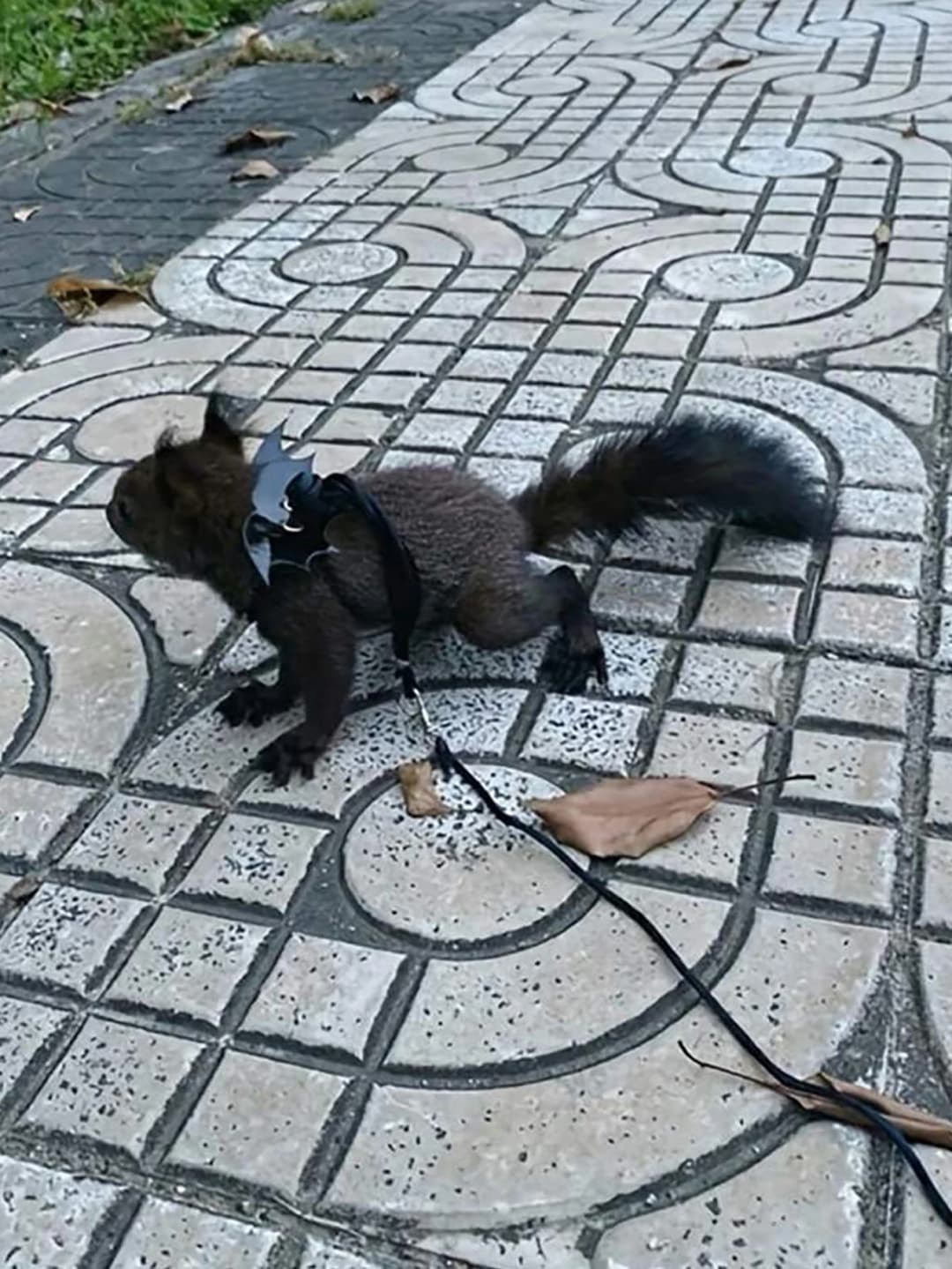 حبل جر للحيونات الصغيرة مثل الهامستر، حزام خروج مع فرع زهرة للهامستر - 3