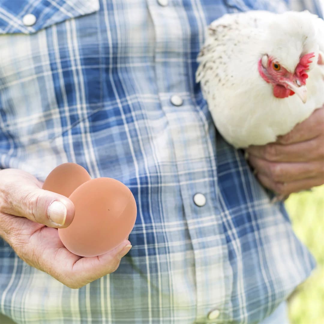 بيض بلاستيكي، بيت للدجاج، بيض مزيف صغير، إمدادات للمزرعة، إكسسوارات للأقفاص، دليل لبناء عش الدجاج - 6