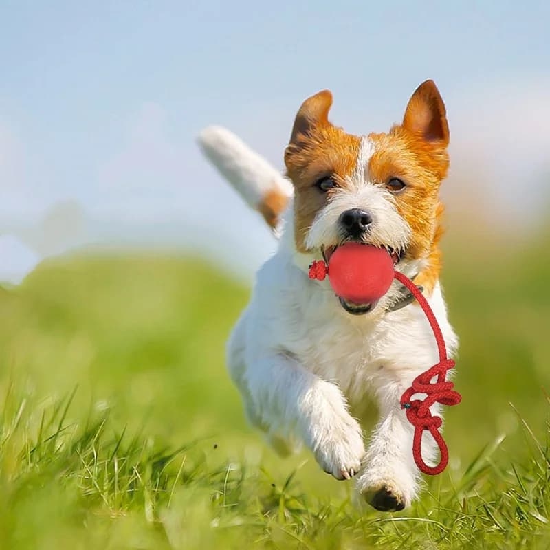 Indestructible Dog Ball Pet Training Dog Toy Puppy Tug Balls Toys Pet Chew Toys Solid Rubber Balls with Rope Pet Toy - 3