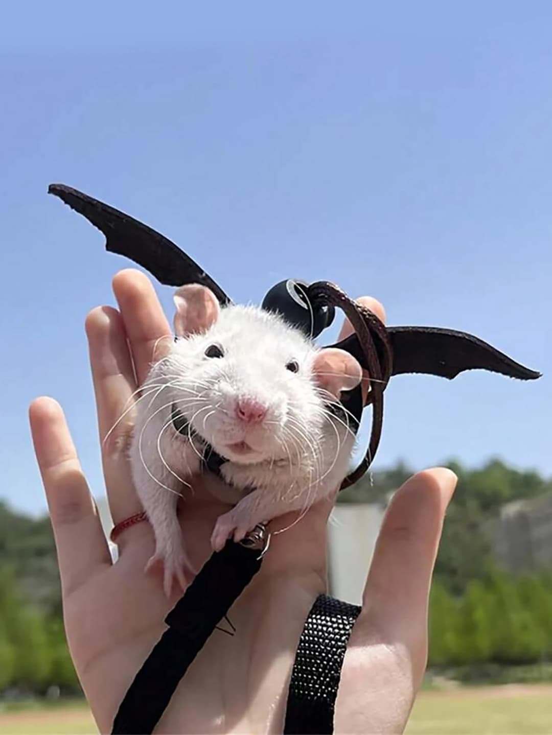 حبل جر للحيونات الصغيرة مثل الهامستر، حزام خروج مع فرع زهرة للهامستر