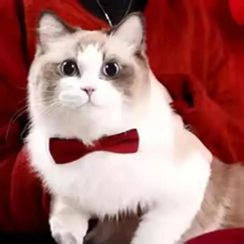 Bow Collar Solid Color Bowknot Puppy Chihuahua Adjustable Cats Accessories Safety Bell Tie Bow Buckle Pets with Collar New - 3