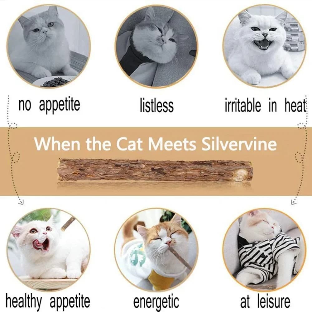 15 قطعة ماتاتابي القط النعناع البري الطبيعي هريرة المولي مضغ عصا الحيوانات الأليفة تنظيف الأسنان القط علاج لعبة Actinidia سيلفرفين منتجات الحيوانات الأليفة - 5