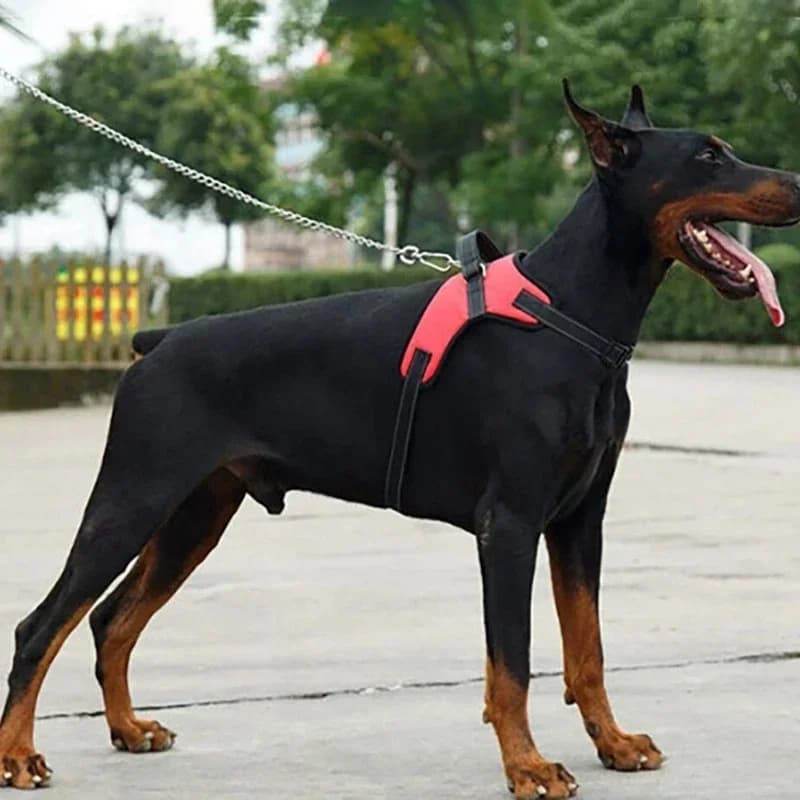 Adjustable Dog Harness Pet Large Dog Walk Out Harness Vest Collar for Small Medium Large Dogs Pets Accessories ﻿ - 5