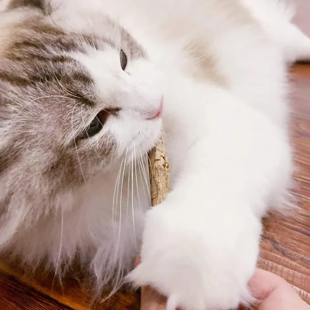 15 قطعة ماتاتابي القط النعناع البري الطبيعي هريرة المولي مضغ عصا الحيوانات الأليفة تنظيف الأسنان القط علاج لعبة Actinidia سيلفرفين منتجات الحيوانات الأليفة - 2