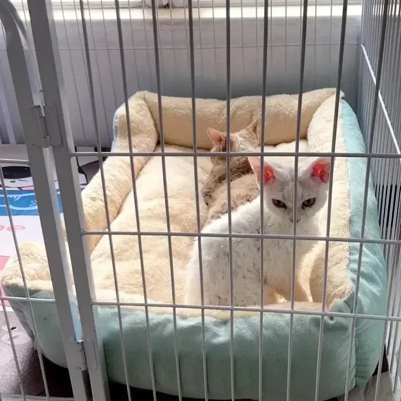 Bed for Cats Pet Products Cushions Kitten Goods Accessories Dog All Home Supplies Things Accessory Habitats Basket House Beds - 5
