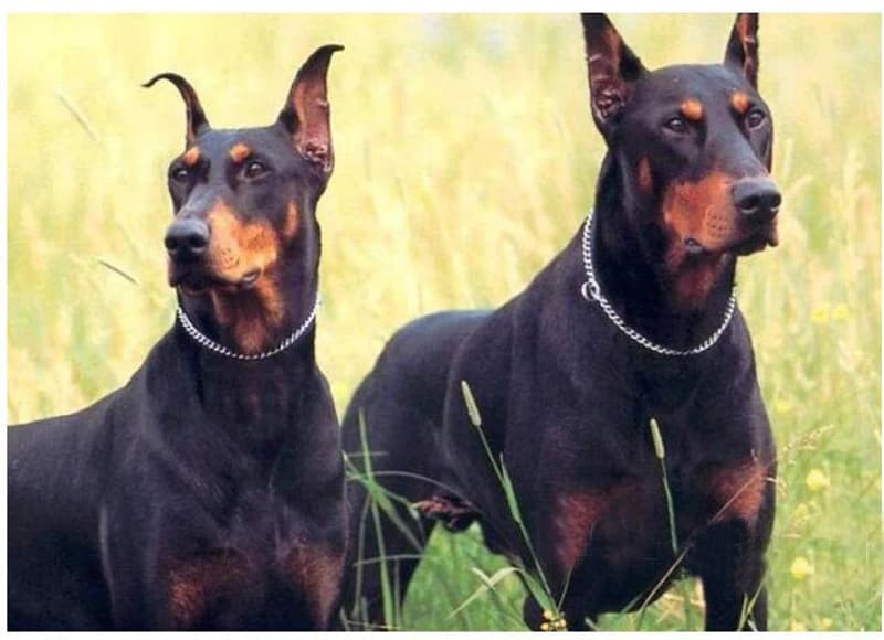 Dog Chain Collar Stainless Steel Dogs Slip Collars Metal Pet P Choke Chrome Plated Chian For Medium Large Dogs Training Pitbull - 6