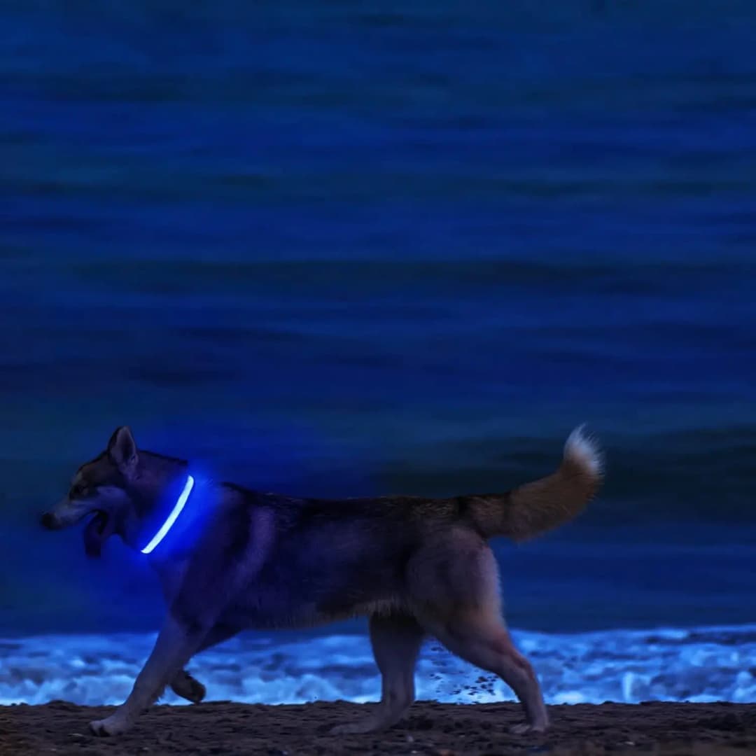 Light Up LED Pet Dog Collar Safety Night Walking Flashing Glow In The Dark LED Pet Dog Battery Collar Small Medium Large Dog - 3