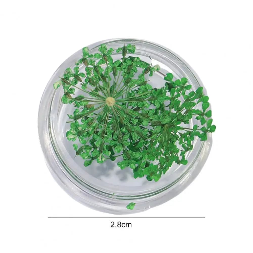 علبة واحدة زخارف أظافر أنيقة بكمية كافية زهور مجففة زينة أظافر تصاميم مانيكير