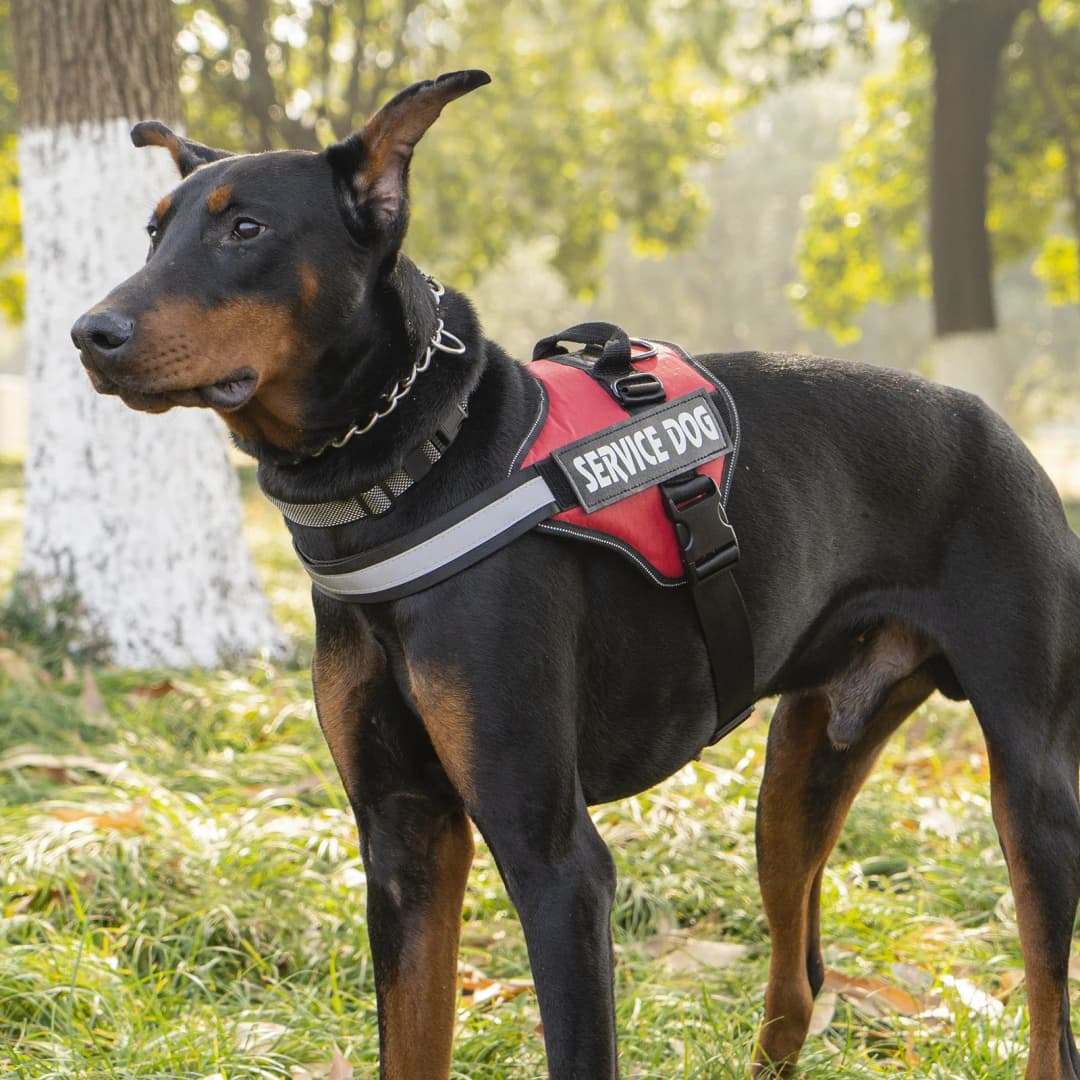 Chest Strap Dog Vest Harness Medium and Large Dog Border Collie Golden Hair Bucket Explosion proof Flushing Dog Harness - 2