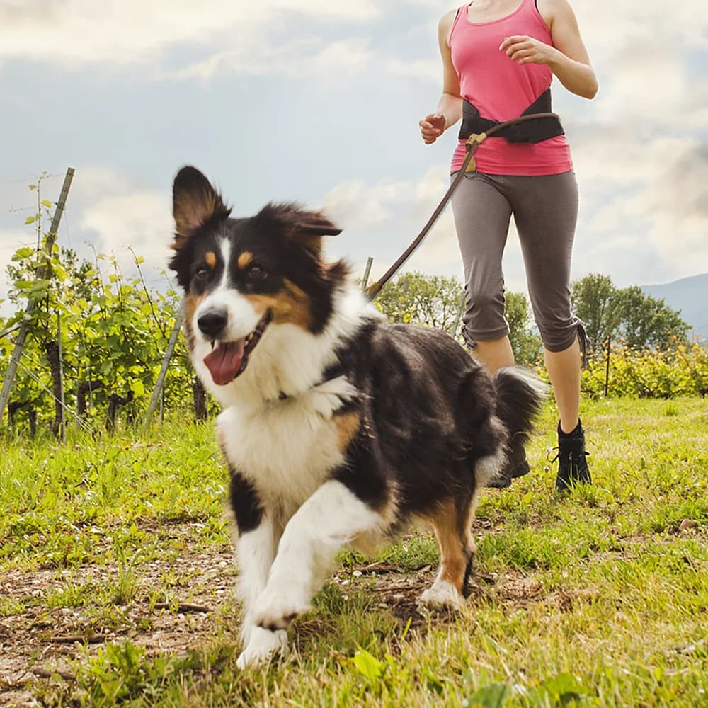 1.8M Large Dog Leash Waist Chain Traction For Running Walking Adjustment Simplicity Hands Free Dog Leash Leashes - 5