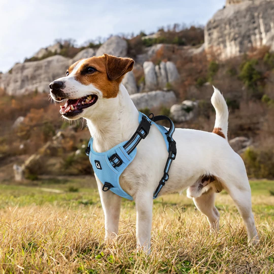 Dog Harness and Leash Combo, Escape Proof No Pull Vest Harness, with 5 Feet Leash, Reflective Adjustable Soft Padded Pet Harness - 6