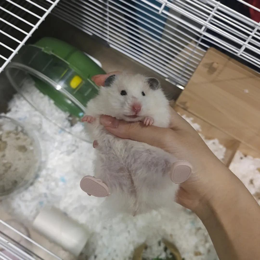 أحذية صغيرة للهامستر، نعال على شكل دب ذهبي، نعال على شكل قرش لطيف، ملابس تنكرية، إكسسوارات للحيوانات الصغيرة - 3