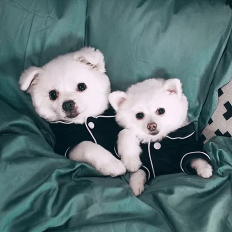 بيجامة كلب صيفية ملابس كلاب صغيرة تشيهواهوا قميص حيوان أليف ملابس معطف كلب جاكيت زي جرو يوركشاير - 3