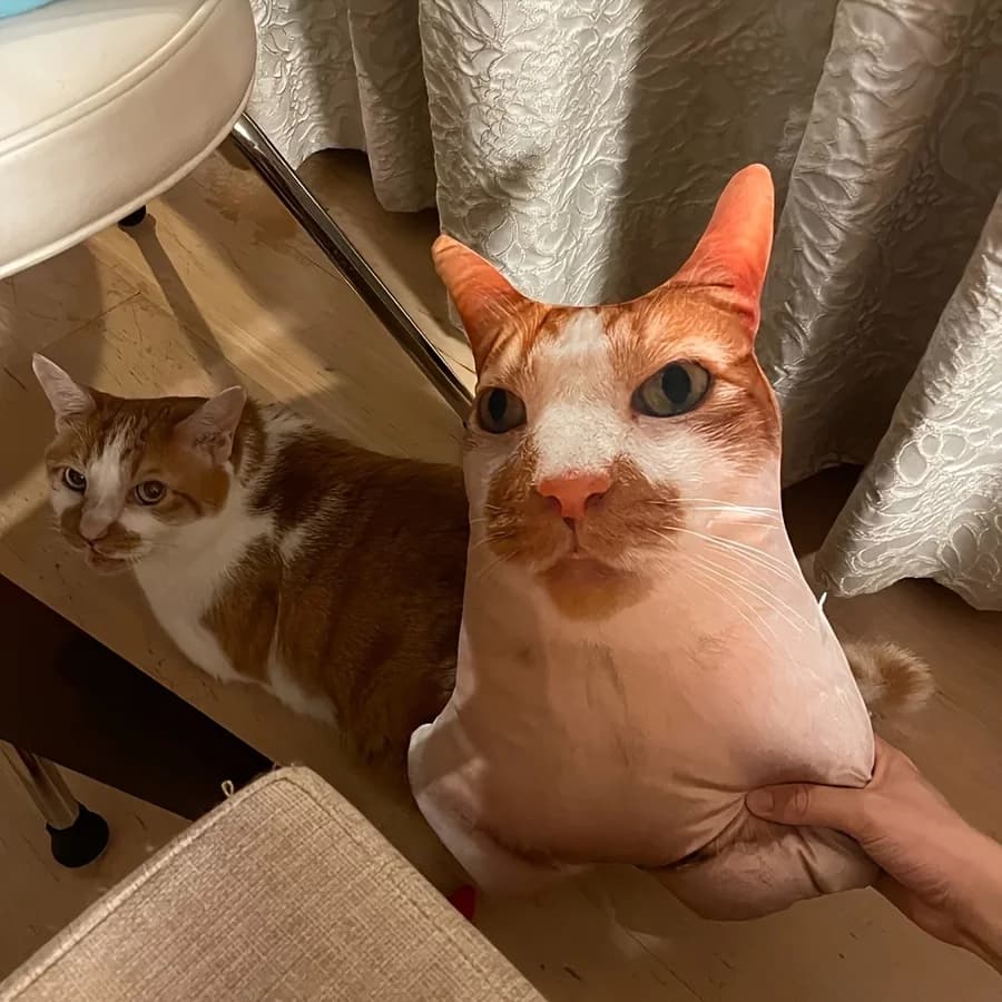 صور مخصصة للحيوانات الأليفة، وسائد ناعمة، وسائد أريكة على شكل قطط وكلاب شخصية للأعمار 14 سنة فما فوق - 6