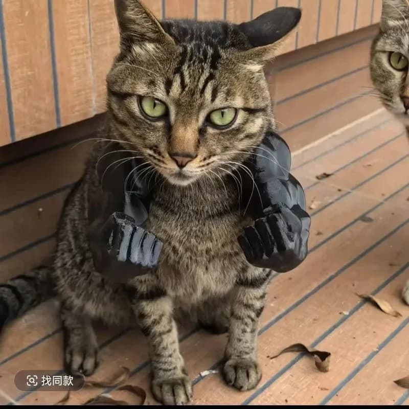 Cat Muscle Arm Pendant Pet Cat Fist Neck Fist Set Show Cat Doll Arm Strong Neck Hanging - 5