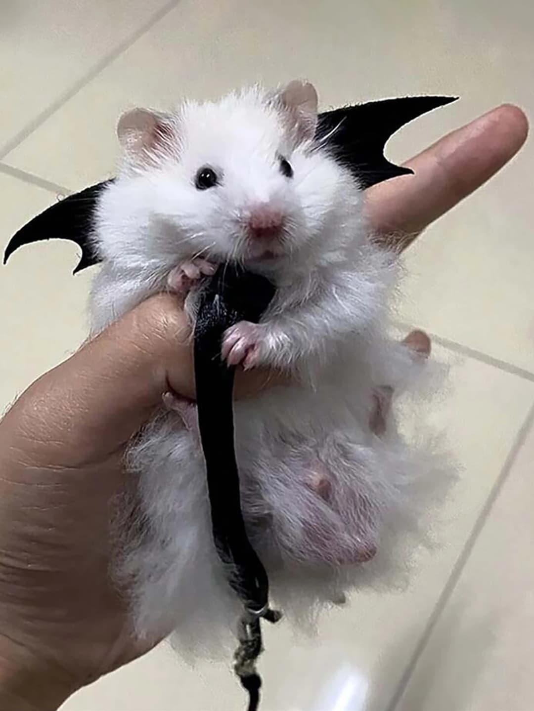 حبل جر للحيونات الصغيرة مثل الهامستر، حزام خروج مع فرع زهرة للهامستر - 2