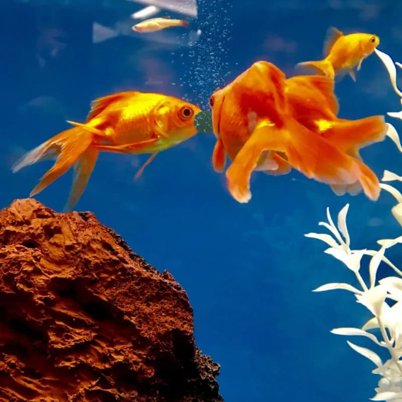 100 قطعة أقراص سبيرولينا، إثراء طعام الحيوانات الأليفة المفضلة، الأسماك الكريستالية، الروبيان الأحمر - 6