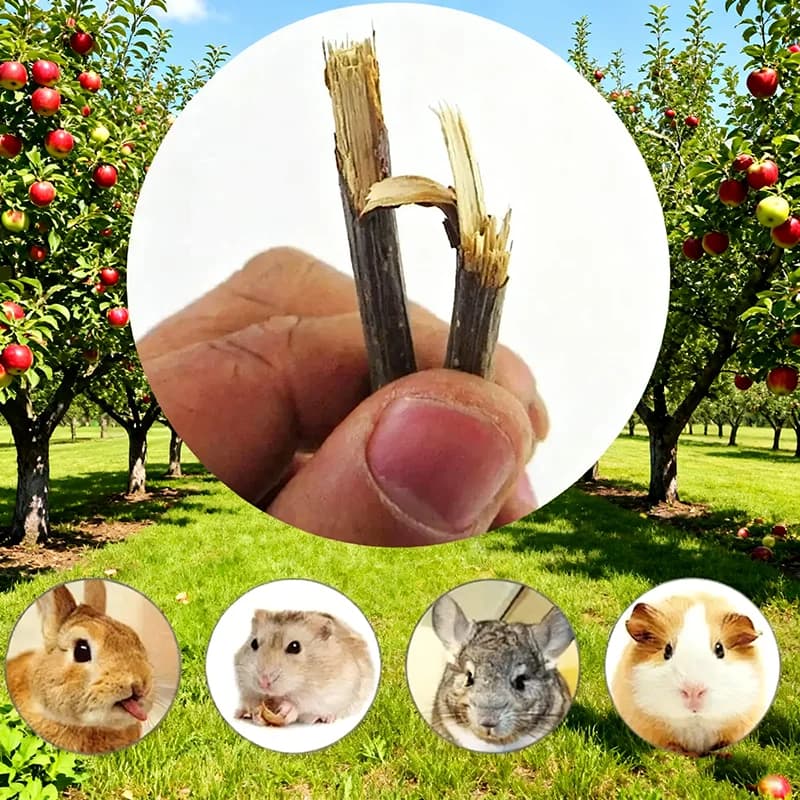 عصي مضغ من خشب التفاح الطبيعي، لتنظيف الأسنان، للحيوانات الصغيرة مثل الأرانب والهامستر - 4