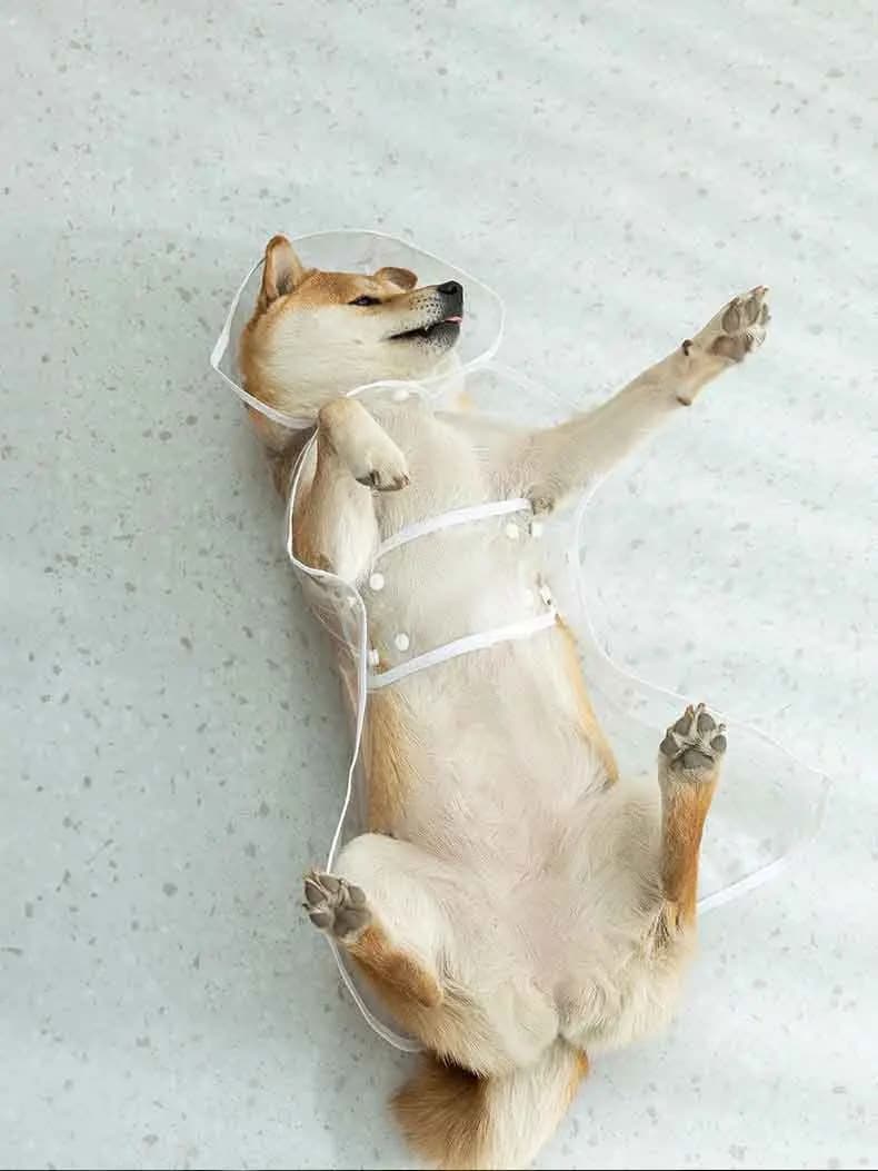 Dogs going out, transparent waterproof raincoat with hat pet raincoat - 4
