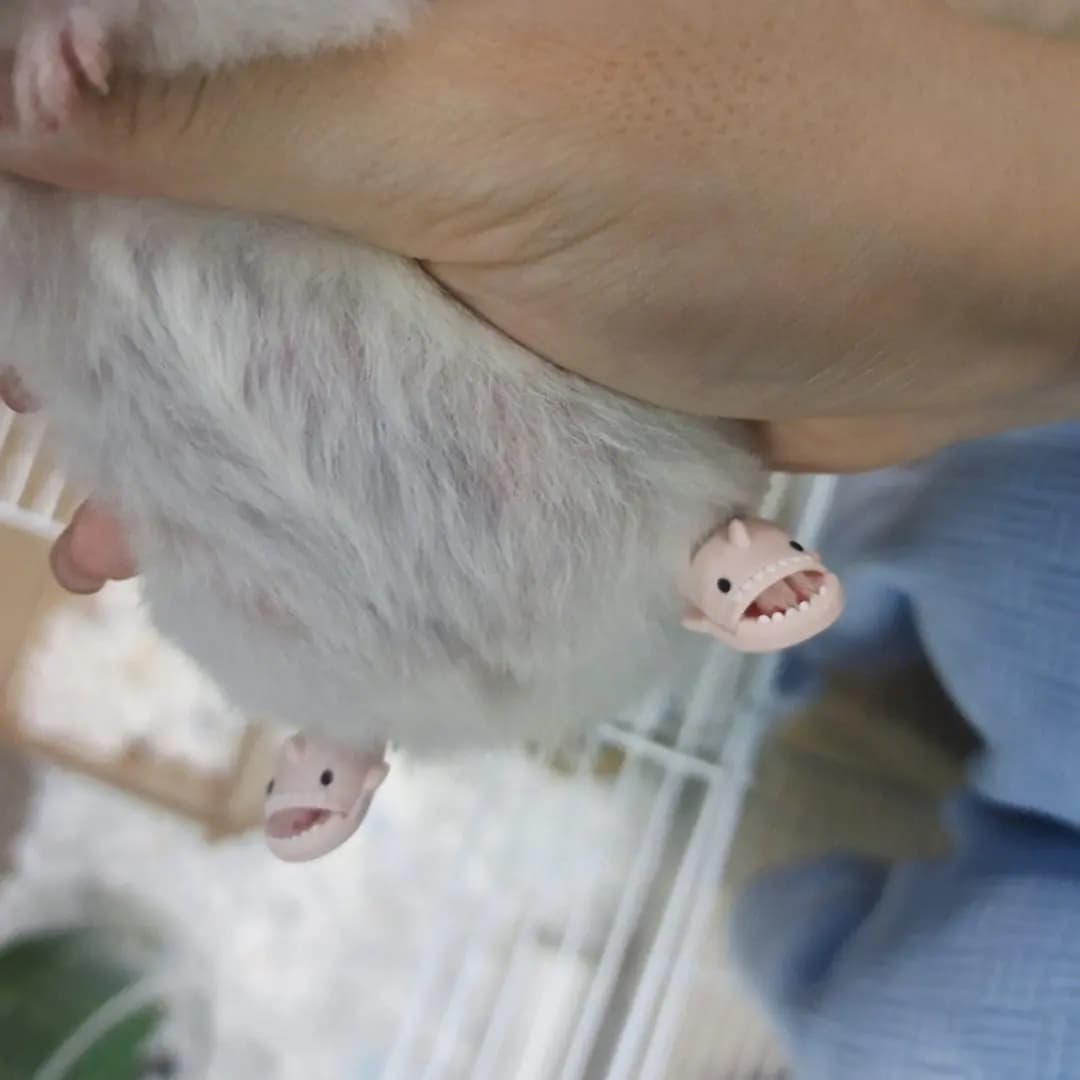 أحذية صغيرة للهامستر، نعال على شكل دب ذهبي، نعال على شكل قرش لطيف، ملابس تنكرية، إكسسوارات للحيوانات الصغيرة - 4