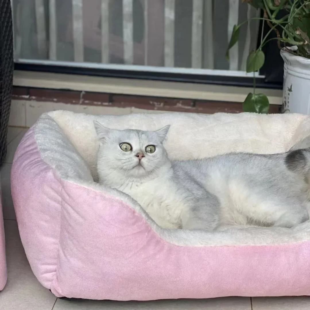 Bed for Cats Pet Products Cushions Kitten Goods Accessories Dog All Home Supplies Things Accessory Habitats Basket House Beds - 4