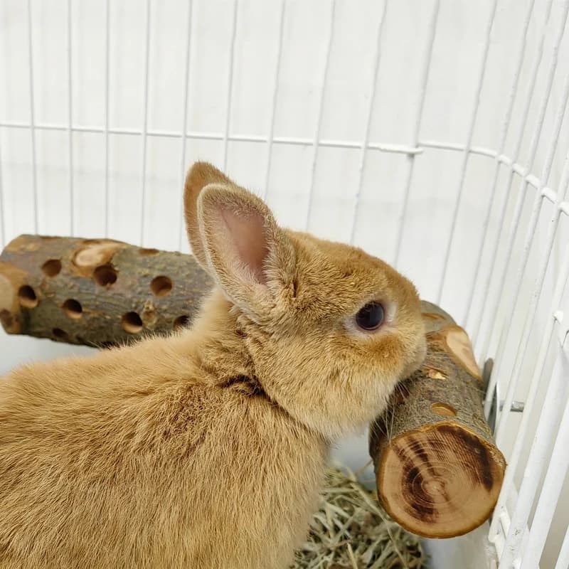 عصا مضغ للحيوانات الصغيرة، من خشب التفاح، مقاومة للعض، للببغاوات والطيور، مع حامل خشبي