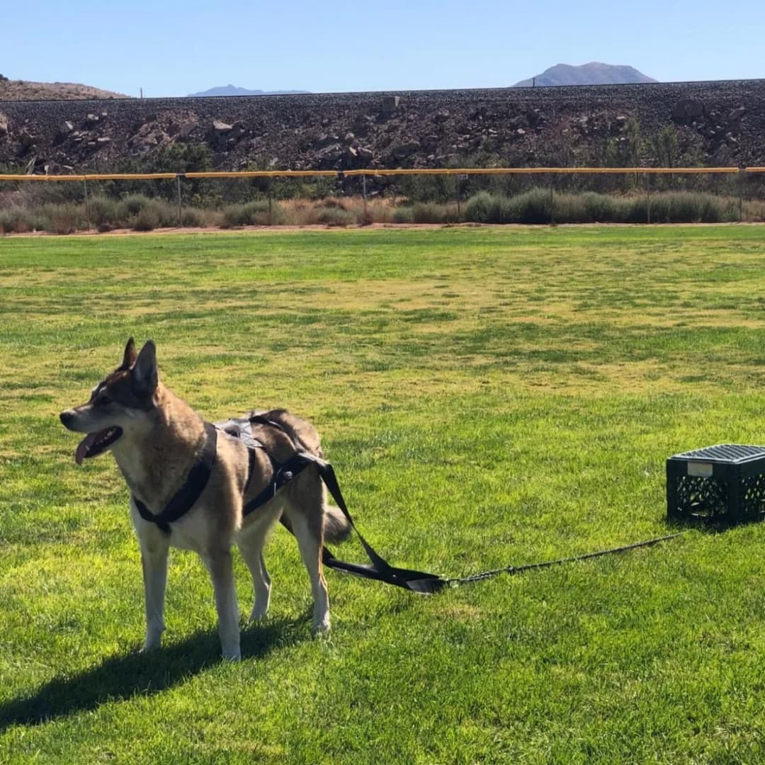 حبل تدريب الكلاب الكبيرة، حزام أمان للتدريب السلوكي، حبل متين لعشاق الزلاجات الكلاب - 3