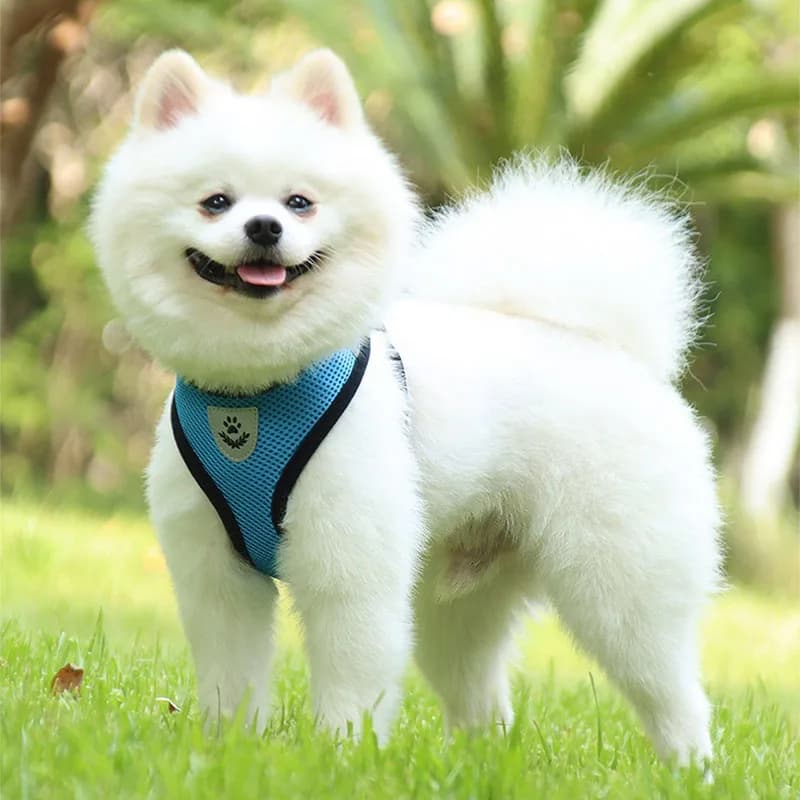 حبل قطة وطوق خيمة قطة حزام طوق للقطط حزام رقبة مضاد للهروب سترة حيوانات أليفة طوق كلب حزام رقبة MBD01 - 6