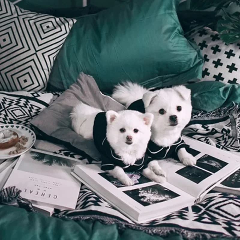 بيجامة كلب صيفية ملابس كلاب صغيرة تشيهواهوا قميص حيوان أليف ملابس معطف كلب جاكيت زي جرو يوركشاير - 5