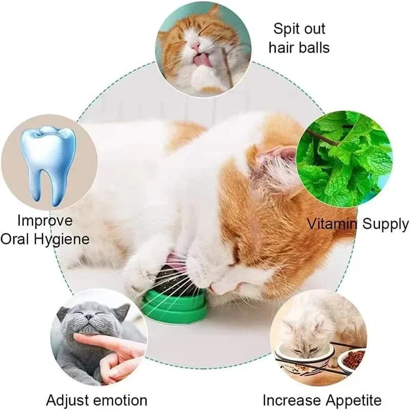 Natural Catnip Scratching Post for Cat Scrapers Cat Wall Sticker Ball Toy Scraper Cats Pet Products Therapeutic Healthy Toys Hom - 4