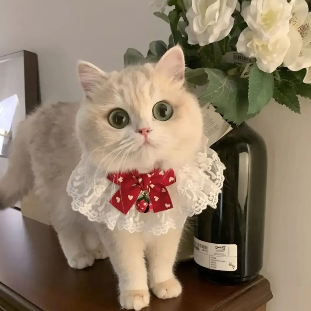 طوق كلب من حرير اللؤلؤ مع ربطة عنق، إكسسوارات زفاف للحيوانات الأليفة، هدية ساتان جديدة